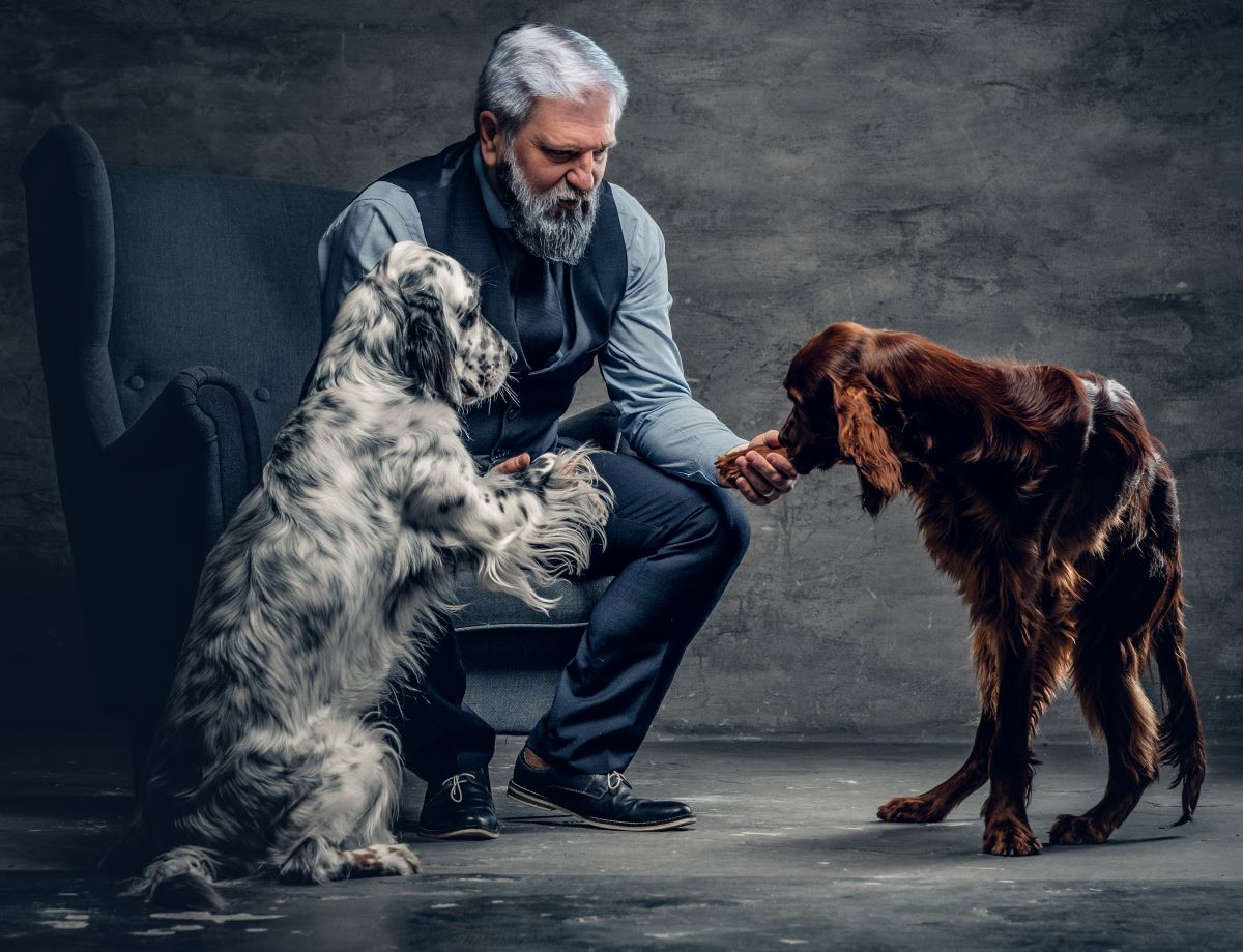 Ingrijire caine senior