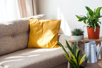 Concept of home plants, interior decoration with green plants.