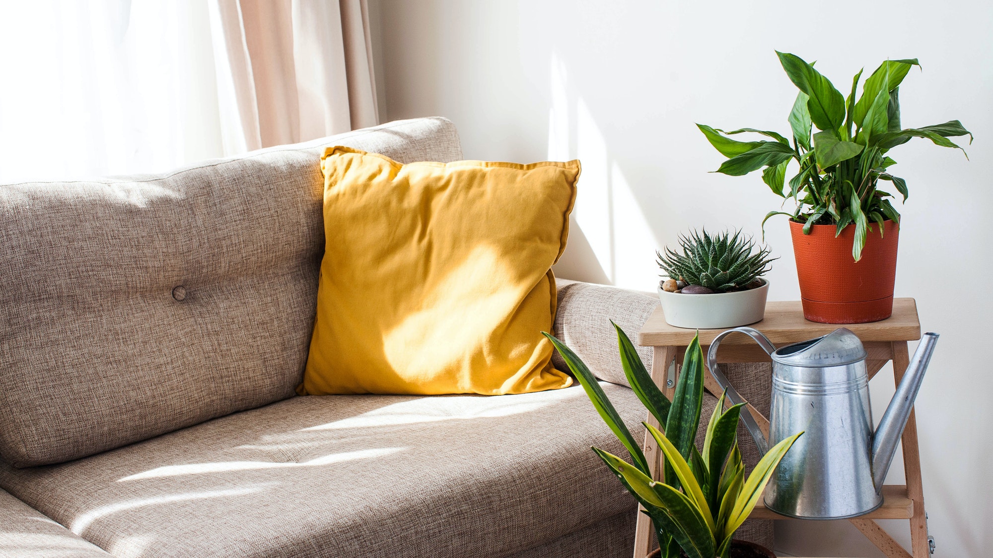 Concept of home plants, interior decoration with green plants.