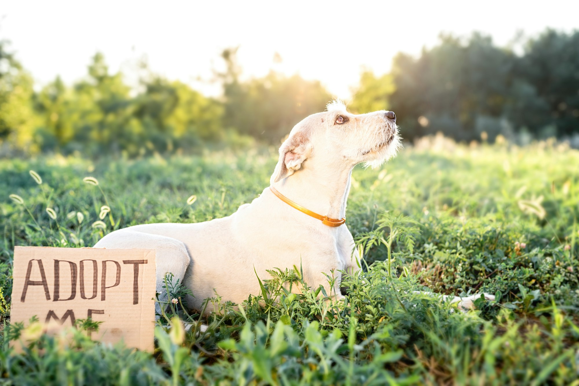 Cute white dog laying on the grass with a board adopt me