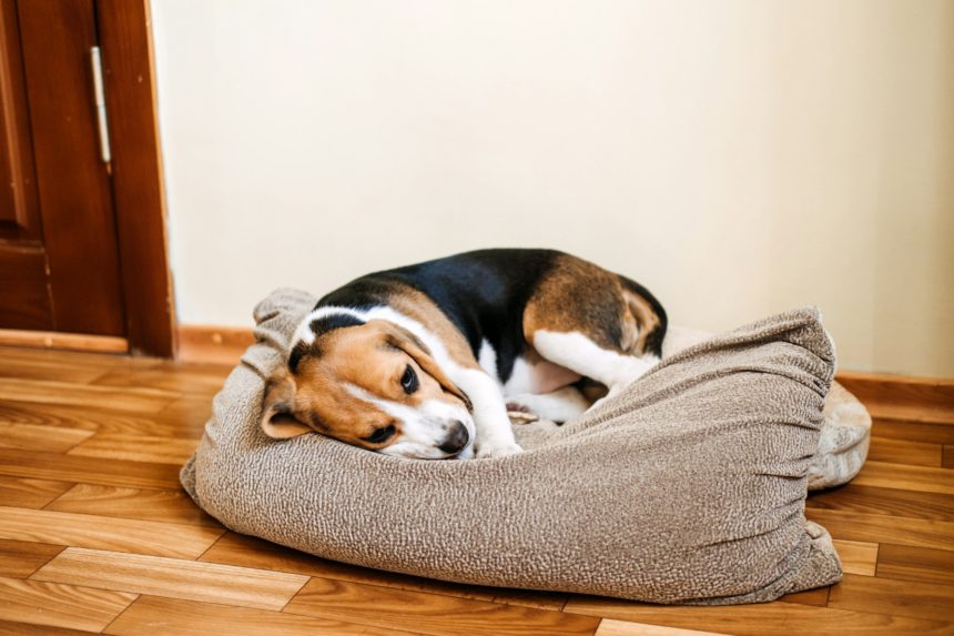 Puppy Diseases, Common Illnesses to Watch for in Puppies. Sick Beagle Puppy is lying on dog bed on