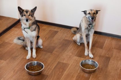 Two dogs are waiting for feeding. Pets with two bowls of food.